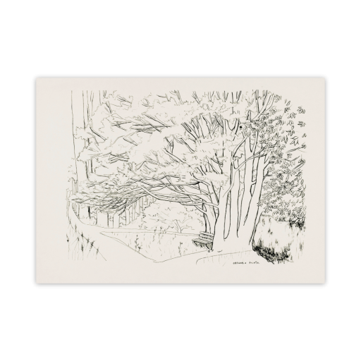 Lámina modelo Jardín, perteneciente a An English Garden de Gregorio Prieto Dibujo en blanco y negro de un jardín realizado con trazo lineal fino sobre papel claro en formato horizontal. En el lado derecho de la imagen se levanta un árbol de troncos múltiples y delgados, muy juntos entre sí, del que parten numerosas ramas que se extienden en diagonal hacia la izquierda y la parte superior, creando una copa ancha cubierta de hojas sugeridas mediante pequeñas líneas repetidas. Debajo del árbol, ligeramente descentrado a la derecha, se aprecia un banco sencillo orientado hacia el interior del jardín. En la zona izquierda, al fondo, se reconoce una estructura de pérgola o galería baja formada por varios postes o columnas alineadas, parcialmente ocultas por la vegetación. Delante de esta estructura discurre un camino curvo que atraviesa la escena de izquierda a derecha, bordeando el tronco principal del árbol y perdiéndose hacia la parte inferior de la imagen. El resto del espacio está cubierto por arbustos y masas de vegetación sugeridas con líneas cortas y agrupadas. No aparecen figuras humanas ni otros elementos arquitectónicos destacables. En la parte inferior derecha del papel se distingue la firma manuscrita “Gregorio Prieto”. El conjunto representa un rincón de jardín arbolado, visto a media distancia, con énfasis en la estructura del árbol central y la distribución del follaje.