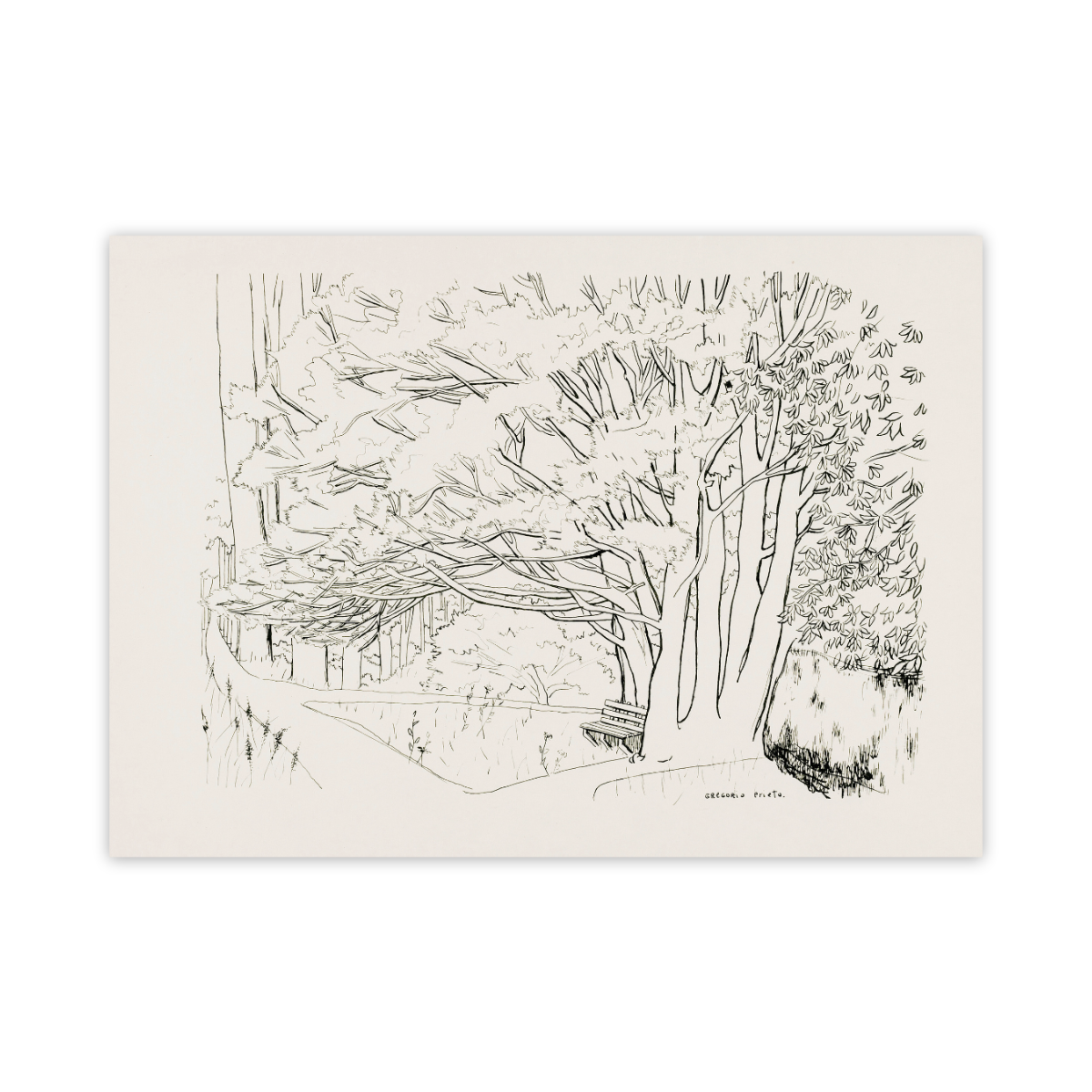 Lámina modelo Jardín, perteneciente a An English Garden de Gregorio Prieto Dibujo en blanco y negro de un jardín realizado con trazo lineal fino sobre papel claro en formato horizontal. En el lado derecho de la imagen se levanta un árbol de troncos múltiples y delgados, muy juntos entre sí, del que parten numerosas ramas que se extienden en diagonal hacia la izquierda y la parte superior, creando una copa ancha cubierta de hojas sugeridas mediante pequeñas líneas repetidas. Debajo del árbol, ligeramente descentrado a la derecha, se aprecia un banco sencillo orientado hacia el interior del jardín. En la zona izquierda, al fondo, se reconoce una estructura de pérgola o galería baja formada por varios postes o columnas alineadas, parcialmente ocultas por la vegetación. Delante de esta estructura discurre un camino curvo que atraviesa la escena de izquierda a derecha, bordeando el tronco principal del árbol y perdiéndose hacia la parte inferior de la imagen. El resto del espacio está cubierto por arbustos y masas de vegetación sugeridas con líneas cortas y agrupadas. No aparecen figuras humanas ni otros elementos arquitectónicos destacables. En la parte inferior derecha del papel se distingue la firma manuscrita “Gregorio Prieto”. El conjunto representa un rincón de jardín arbolado, visto a media distancia, con énfasis en la estructura del árbol central y la distribución del follaje.